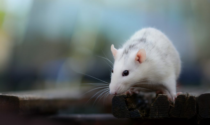 Mộng thấy chuột thì nên đánh con gì Giải mã giấc mơ là điềm Lành hay Dữ